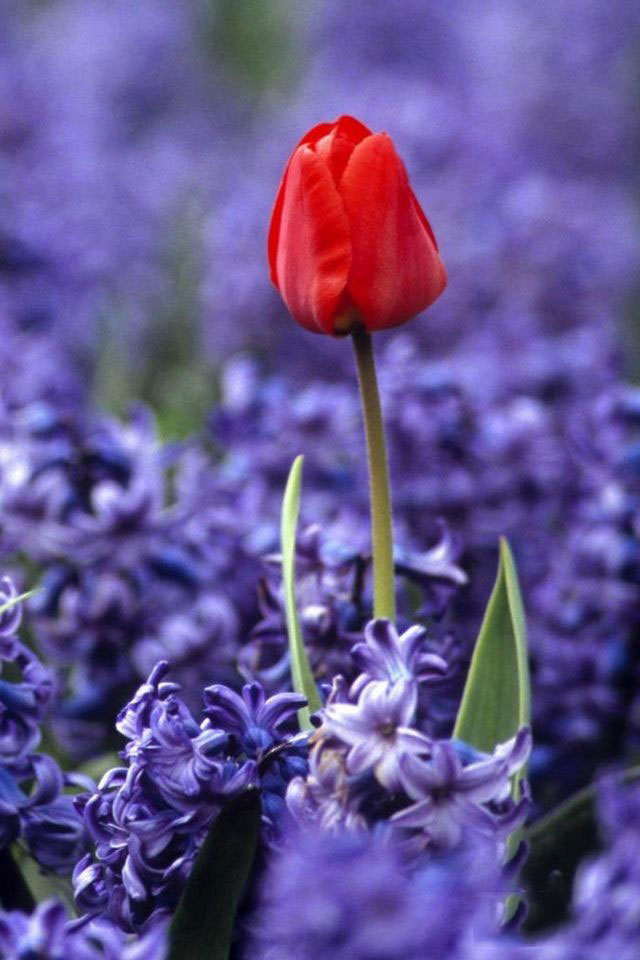 ps快速为两张图片做自然过渡具体操作方法