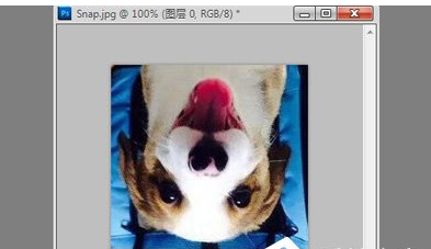 使用Photoshop旋转图片详细操作方法