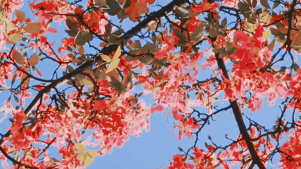 大片app使用方法介绍 大片app如何用