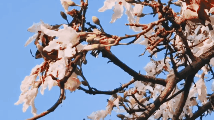 大片app使用方法介绍 大片app如何用