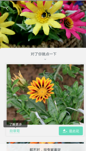 形色APP识别花名详细操作流程