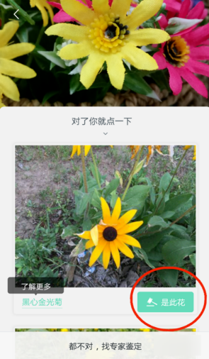 形色APP识别花名详细操作流程