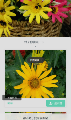 形色APP识别花名详细操作流程
