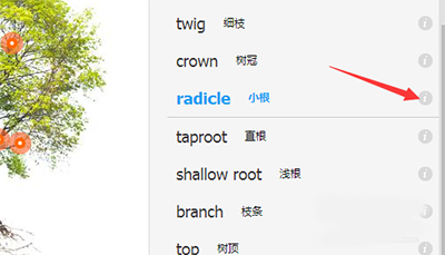 有道词典如何进行图解_具体操作流程