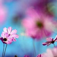 探探头像审核不通过怎么办 送你头像100%审核通过