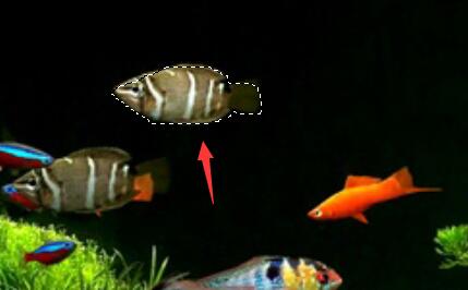 photoshop抠图步骤和技巧介绍