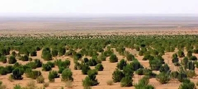 支付宝蚂蚁森林树种在哪？