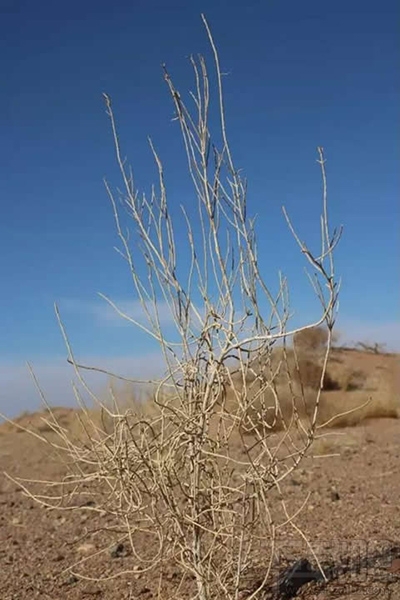 支付宝蚂蚁森林树种在哪？