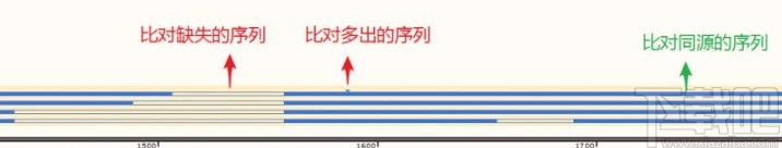 使用snapgene比对序列的方法