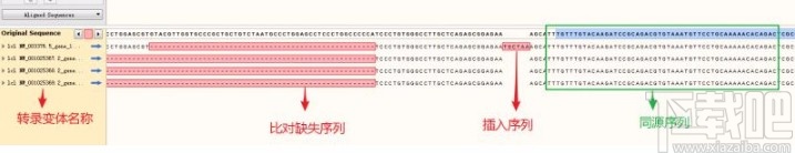 使用snapgene比对序列的方法