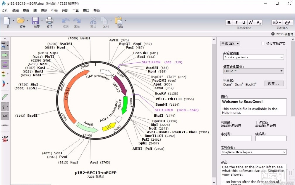 使用snapgene比对序列的方法