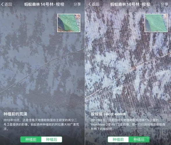 支付宝蚂蚁森林阿拉善梭梭树怎么样？阿拉善梭梭树卫星图查看教程