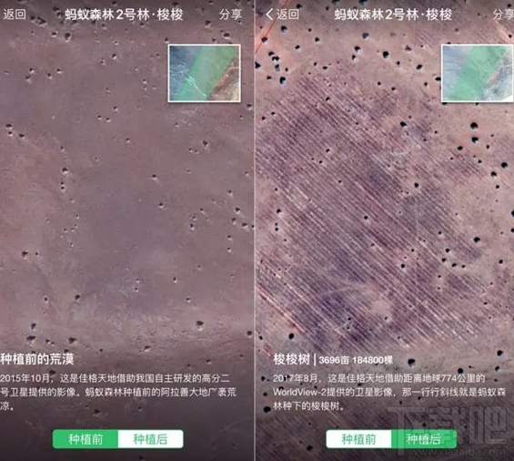 支付宝蚂蚁森林阿拉善梭梭树怎么样？阿拉善梭梭树卫星图查看教程
