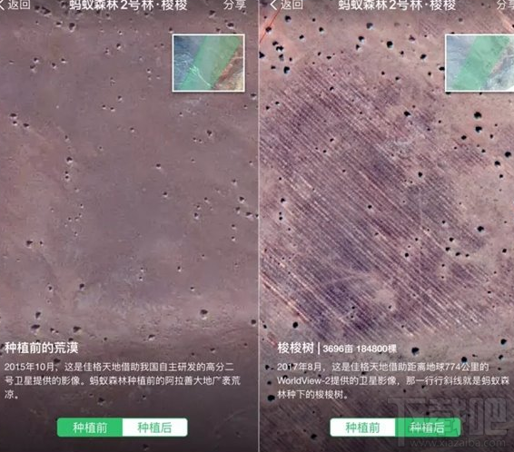 支付宝客户端怎么实时查看蚂蚁森林？支付宝客户端卫星看树教程