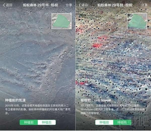 支付宝蚂蚁森林卫星看树怎么查看？