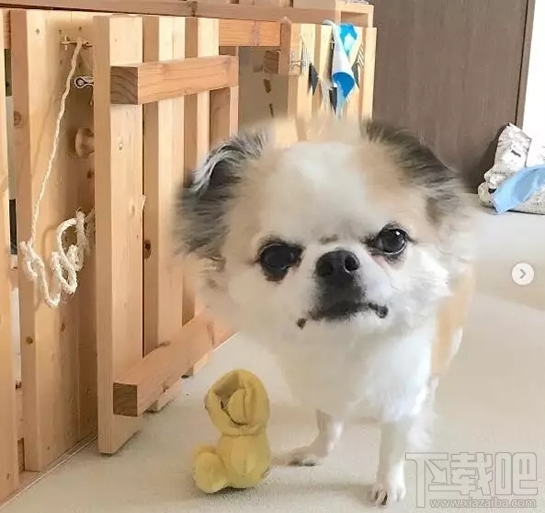 大头照片拍照软件叫什么?cymera(サイメラ)怎么玩?