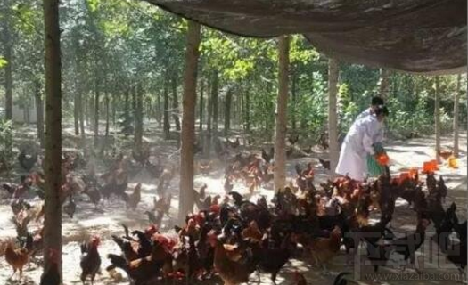 京东跑步鸡多少钱一只？京东扶贫跑步鸡价格介绍