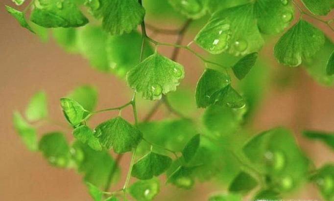 怎么用百度图片功能识别自己不认识的植物